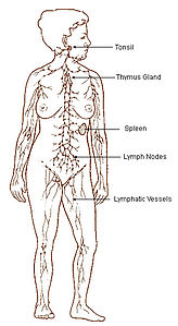 Primer lenfoid organlar