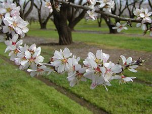 Prunus communis