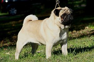 Pug köpekleri