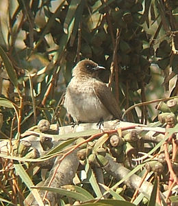 Pyconotus barbatus