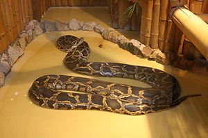 Python molurus bivittatus