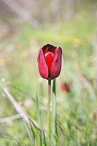 Tulipa cypria