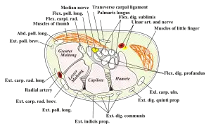 Parmak uyuşması