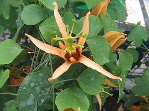 Passiflora aurantia