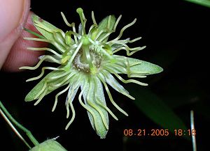 Passiflora lutea