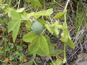 Passiflora subpeltata