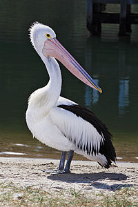 Pelecanus conspicillatus