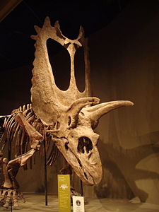 Pentaceratops