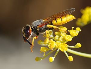 Philanthus triangulum