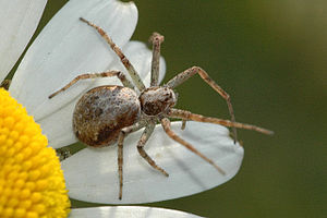 Philodromus dispar