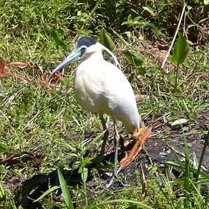 Pilherodius pileatus