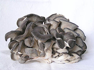 Pleurotus ostreatus