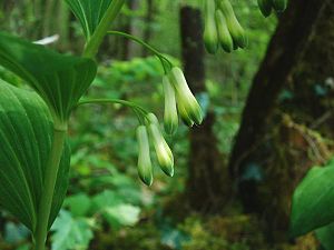 Polygonatum multiflorum