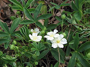 Potentilla alba