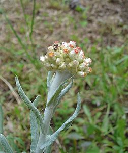 Pseudognaphalium luteoalbum