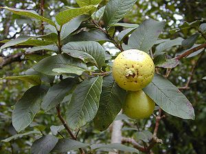 Psidium