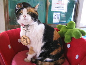 Tama (kedi)