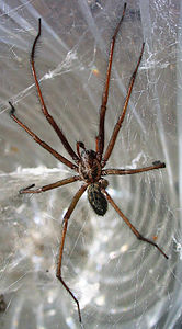 Tegenaria atrica