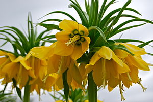 Fritillaria imperialis