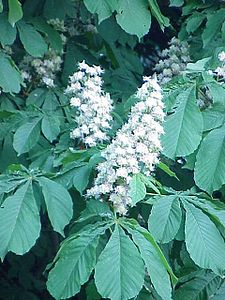 aesculus