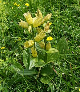 Gentiana punctata