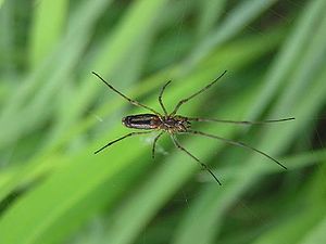 Tetragnatha dearmata