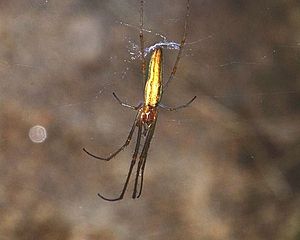 Tetragnatha striata