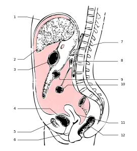 Peritoneum